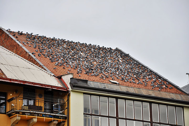 A2B Pest Control are able to install spikes to deter birds from roofs in Hale. 