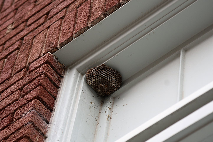 We provide a wasp nest removal service for domestic and commercial properties in Hale.
